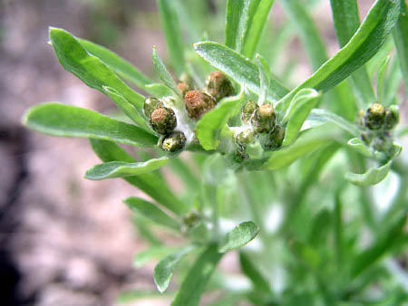 GNAPHALIUM POLYCEPHALUM